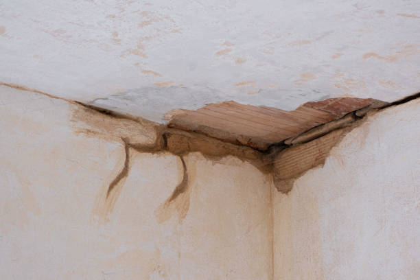 Best Mold removal after water damage  in Loretto, PA